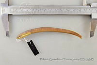 RQTG0893 Tetrapleurodon geminis.jpg