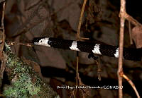 VHTH015 Tropidodipsas fasciata.JPG