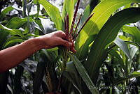 DK1757 Zea mays.jpg