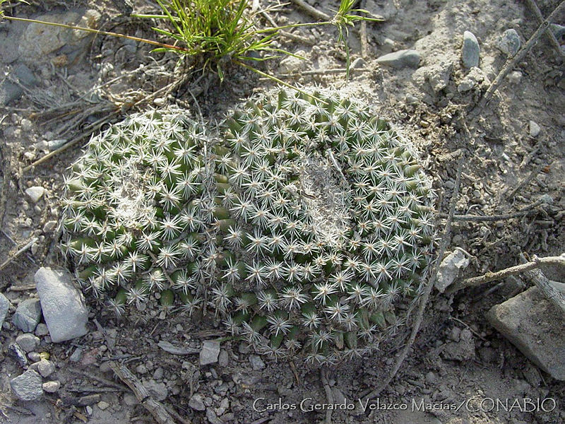 CGVM0520%20Mammillaria%20formosa.jpg.nyeW7bj1Mblf71thQA3g0JtbmFja29CbnFuZ3NAbXJ6LGtwZwA.ZWMkSO31na