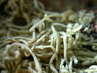 AEG0098 Stylocheilus striatus.jpg