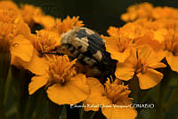 ERCV028 Euphoria basalis.JPG