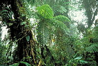 GC0010 EL Triunfo, Chiapas.jpg