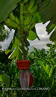 SG019 0252 Musa.jpg
