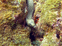 ALCM033 Muraena lentiginosa.JPG