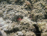 EFBP055 Cirrhitichthys oxycephalus.jpg