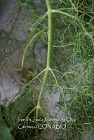 IMDOC3980 Foeniculum vulgare.jpg