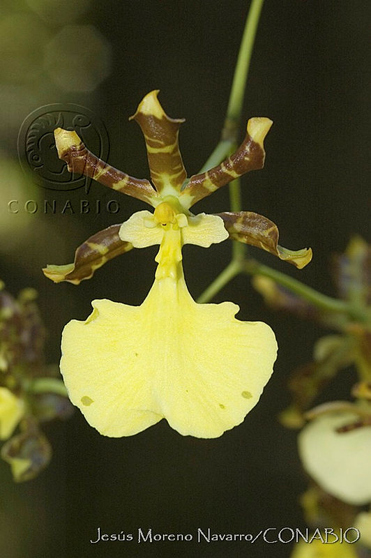 JMN0118%20Oncidium%20tigrinum.jpg.nyeR0sD1Mdl m1VhQA3g0JtbmFja29CbnFuZ3NAbXJ6LGtwZwA.uLNTp9YAlg