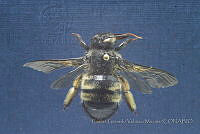 CGVM1247 Xylocopa tabaniformis.jpg