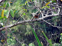 APTM02 Campylorhynchus zonatus.jpg