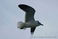 CEOV0110 Leucophaeus atricilla.jpg
