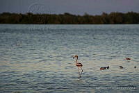 IDG1186 Phoenicopterus ruber.jpg