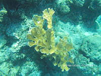 NE018 0203 Acropora palmata.jpg