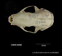 LESS 0259 Mephitis macroura macroura.JPG