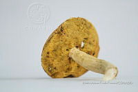 ZAPF 0706 Boletus sp..jpg