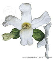 ADDLT0021 Avicennia bicolor.JPG