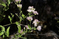 JJSE0007 Acourtia thurberi.JPG