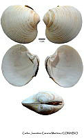 KT014 0179 Amiantis callosa.JPG