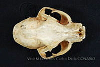 VMS-CD0049 Lynx rufus.JPG