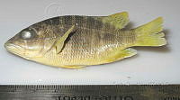 HE009 P 1827 Pargo mulato.JPG