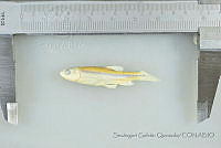 SGQ1641 Agosia chrysogaster.jpg