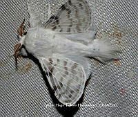 VHTH027 Lepidoptera.JPG