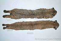 AAGC0079 Lynx rufus.jpg