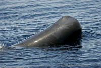 CNS0822 Physeter macrocephalus.jpg