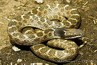 MDL0245 Hypsiglena torquata.jpg