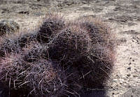 EHX0617 Thelocactus sp..JPG