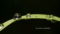 SM0058 Gotas de agua.jpg