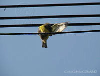 CGL2962 Myiozetetes similis.jpg