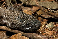 ECA0235 Heloderma horridum ssp. alvarezi.jpg