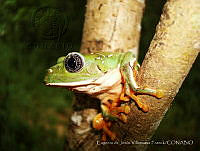 EDJVF001 Agalychnis dacnicolor.jpg