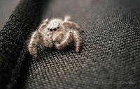 MAC01 Paraphidippus fartilis.jpg