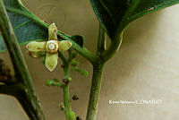 ME010 KV 00059 Guarea glabra Vahl, 1807_.JPG