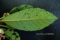 ME010 KV 02504 Saurauia Willd., 1801.JPG