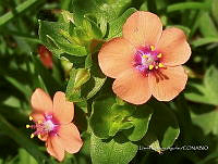 SG002 0241 Lysimachia arvensis.jpg