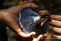 JAM01 Lactarius indigo.jpg