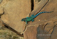 3R 01283 Sceloporus minor.jpg