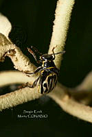 SM0529 Coleoptera.jpg