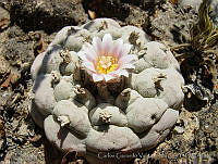 CGVM0517 Lophophora williamsii.jpg