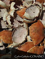 CGL2460 Callinectes sp..jpg