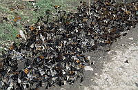 DK2276 Danaus plexippus.jpg