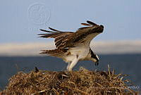 VOAP0077 Pandion haliaetus.jpg