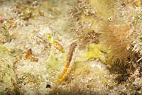 IDG1533 Malacoctenus sp..jpg