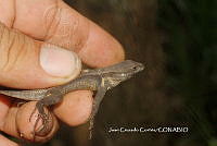 JCC0414 Sceloporus variabilis.JPG