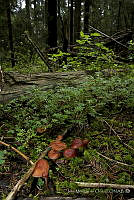 IMDOC0313 Fungi.jpg