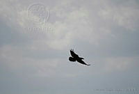 LCV0007 Corvus corax.jpg