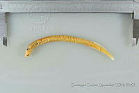 SGQ2695 Ictalurus balsanus.jpg